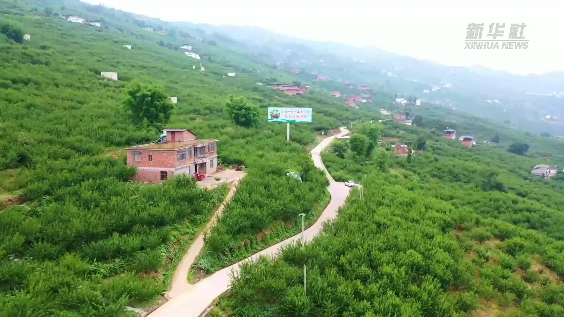 云南绥江十万亩“半边红”李子上市