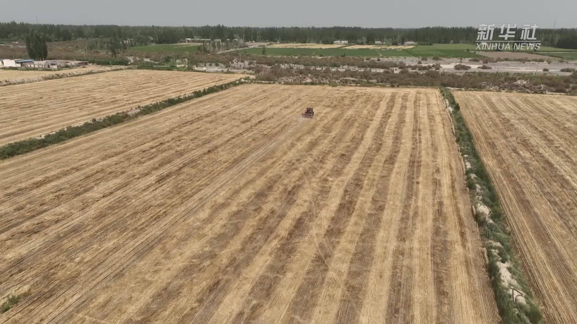 新疆轮台县:5万亩玉米免耕播种正当时_凤凰网视频_凤凰网