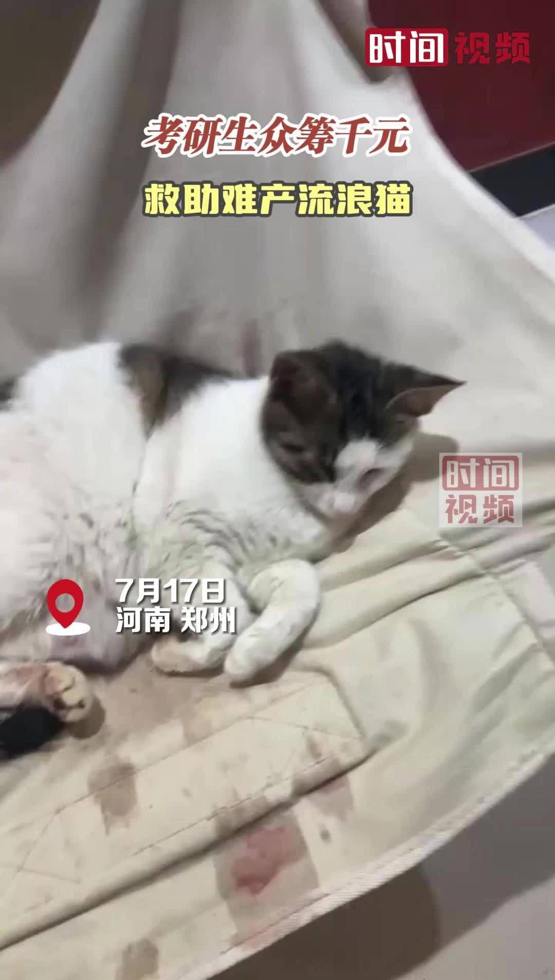 考研生众筹千元救助难产流浪猫