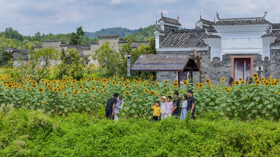 连日来,赣县区湖江镇夏浒古村向日葵盛开,吸引游客前来观赏.