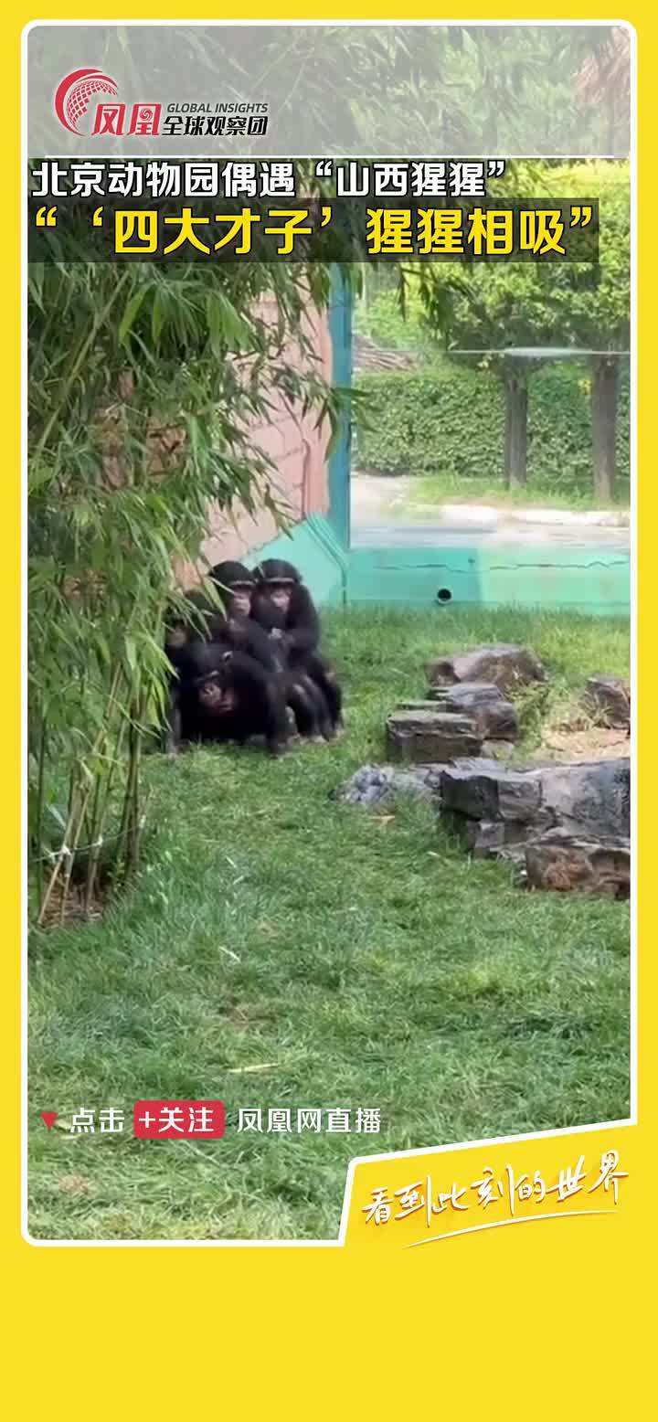 北京动物园偶遇"山西猩猩",这是动物园版的"晋城四人行"吗?