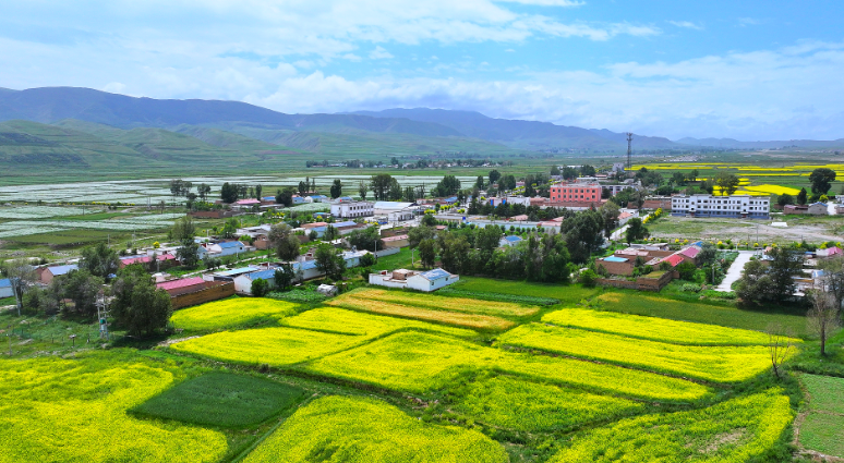 武威市古浪县古丰镇古丰村掩映在油菜花海之中（无人机航拍）