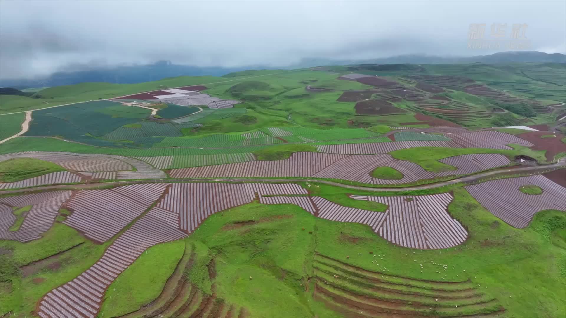 千城胜景｜云南永善：高山冷凉蔬菜“云端”飘香