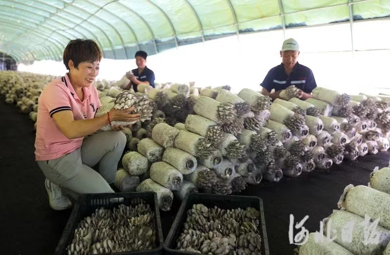 6月22日，平泉市柳溪镇恒诚食用菌种植基地工作人员采摘袖珍菇。河北日报、河北日报客户端通讯员李平文摄