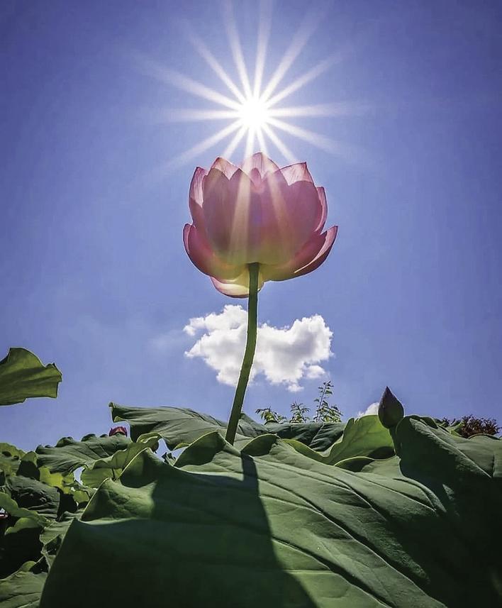 沐浴阳光的"少女"