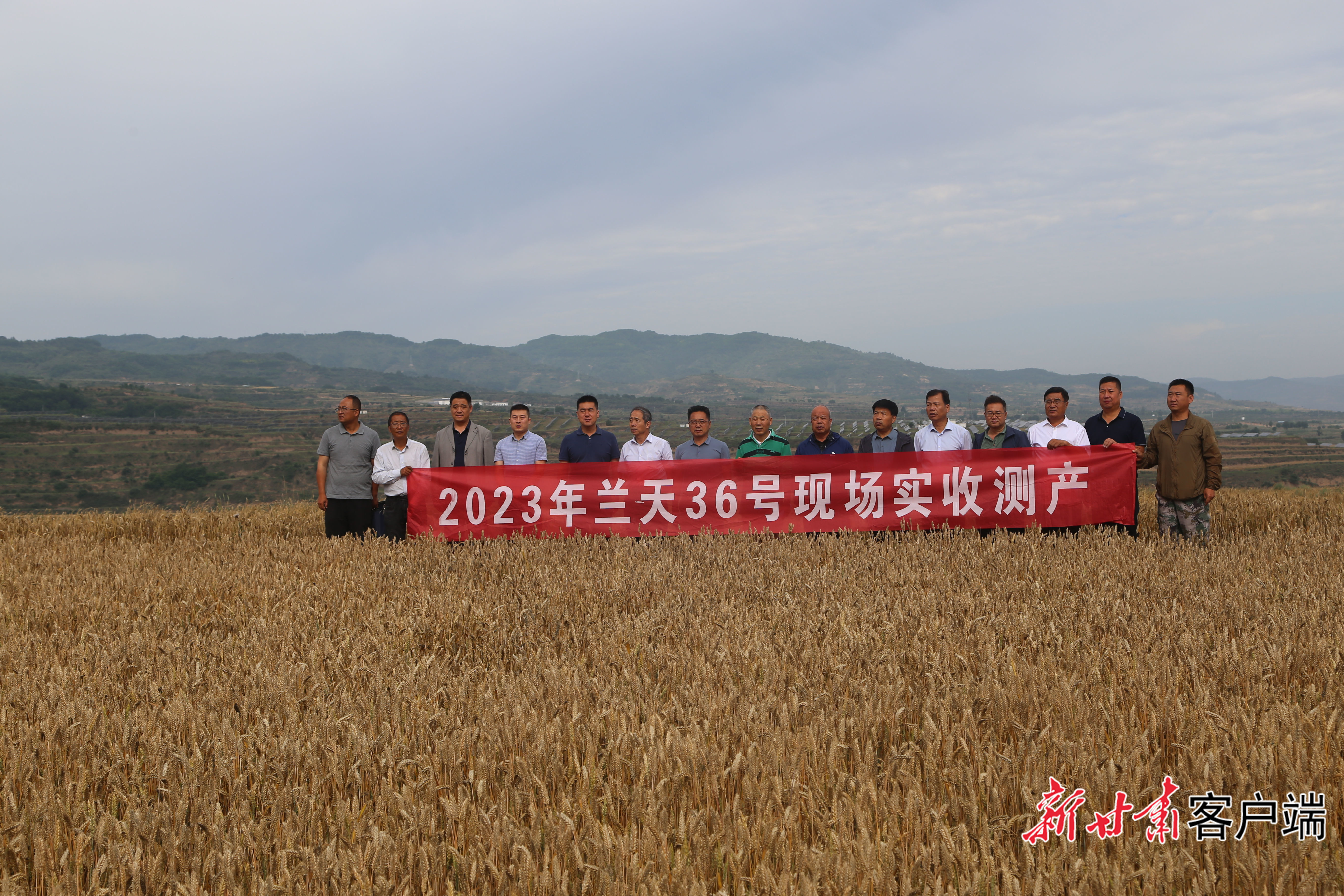 省农科院小麦所培育的兰天小麦品种测产现场