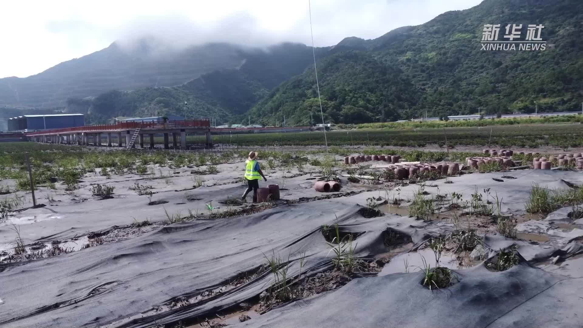 浙江温州：海岛生态瓦罐为万只青蟹在红树林“安家”