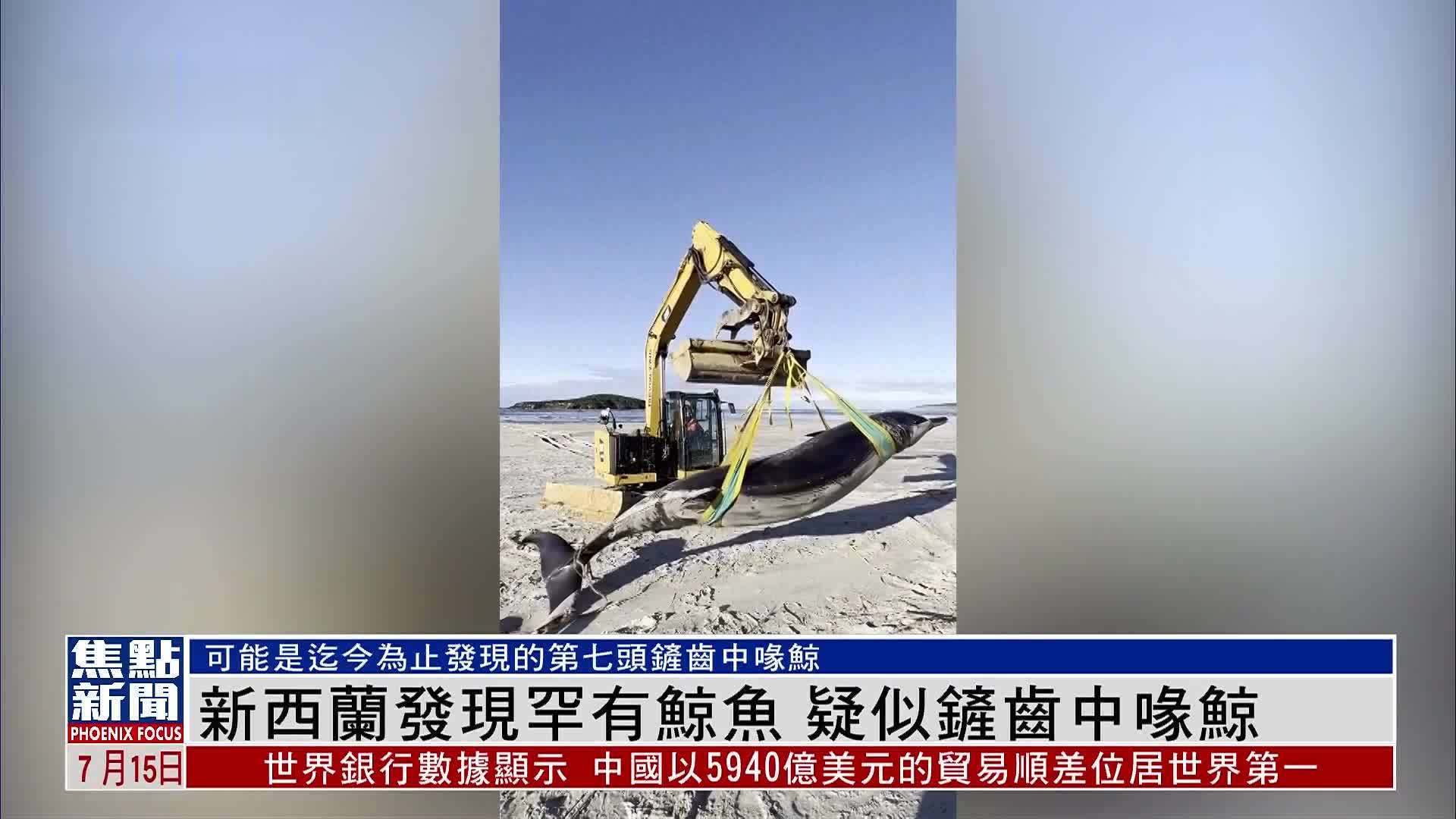 新西兰发现罕有鲸鱼 疑似铲齿中喙鲸_凤凰网视频_凤凰网