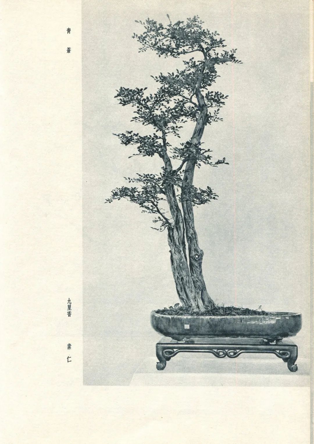 载于1962年1月广州盆景艺术研究会编《广州盆景》
