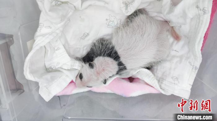 图为大熊猫幼崽。重庆动物园供图