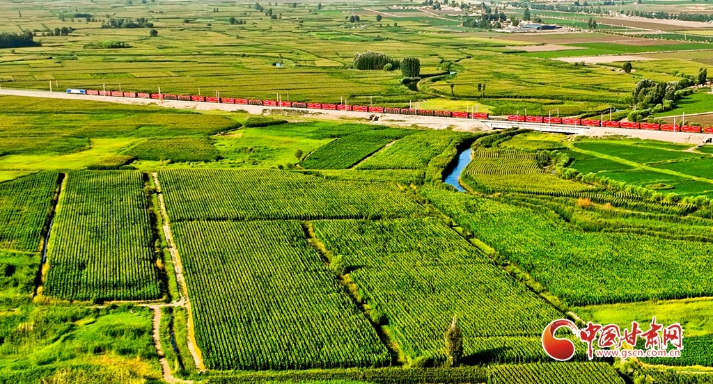7月17日清晨,兰新铁路大动脉和S237(蒙甘——青海)一级公路上,一列列火车、一辆辆汽车从甘肃省张掖市甘州区乌江镇万亩制种玉米基地中呼啸而过。