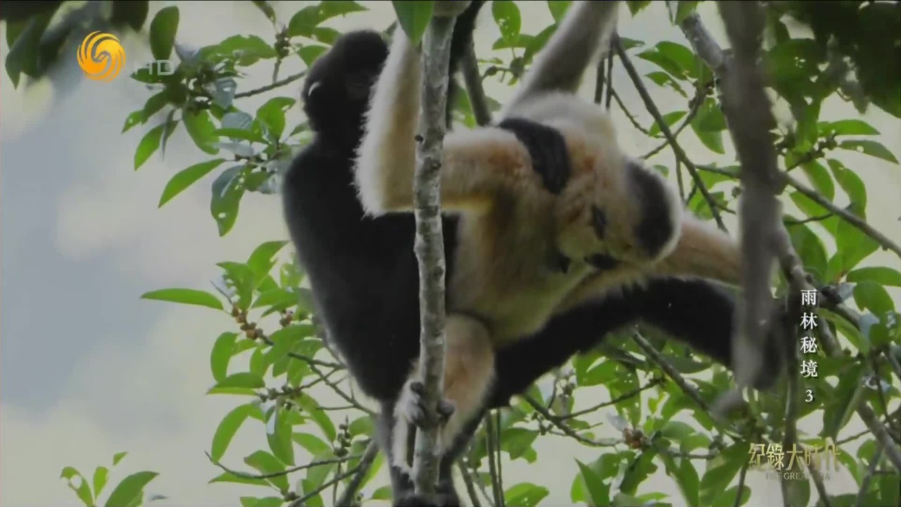 公长臂猿向雌性献殷勤，人类首次用专业镜头拍摄到它们交配的珍贵画面