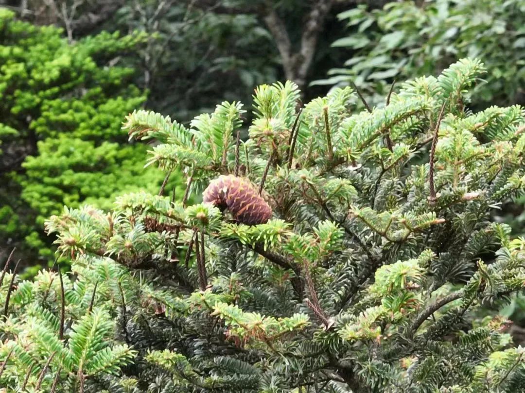 植物活化石资源冷杉在遂川生娃了