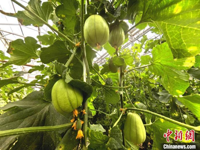 （乡村行·看振兴）甜瓜飘香 山西方山特色产业趟出致富路凤凰网宁波_凤凰网
