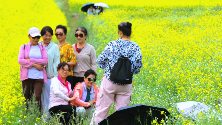 游客在油菜花海中赏花游玩