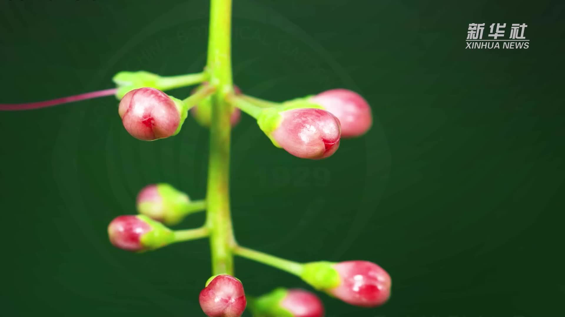 一夜一生！看玉蕊花开的“刹那美丽”