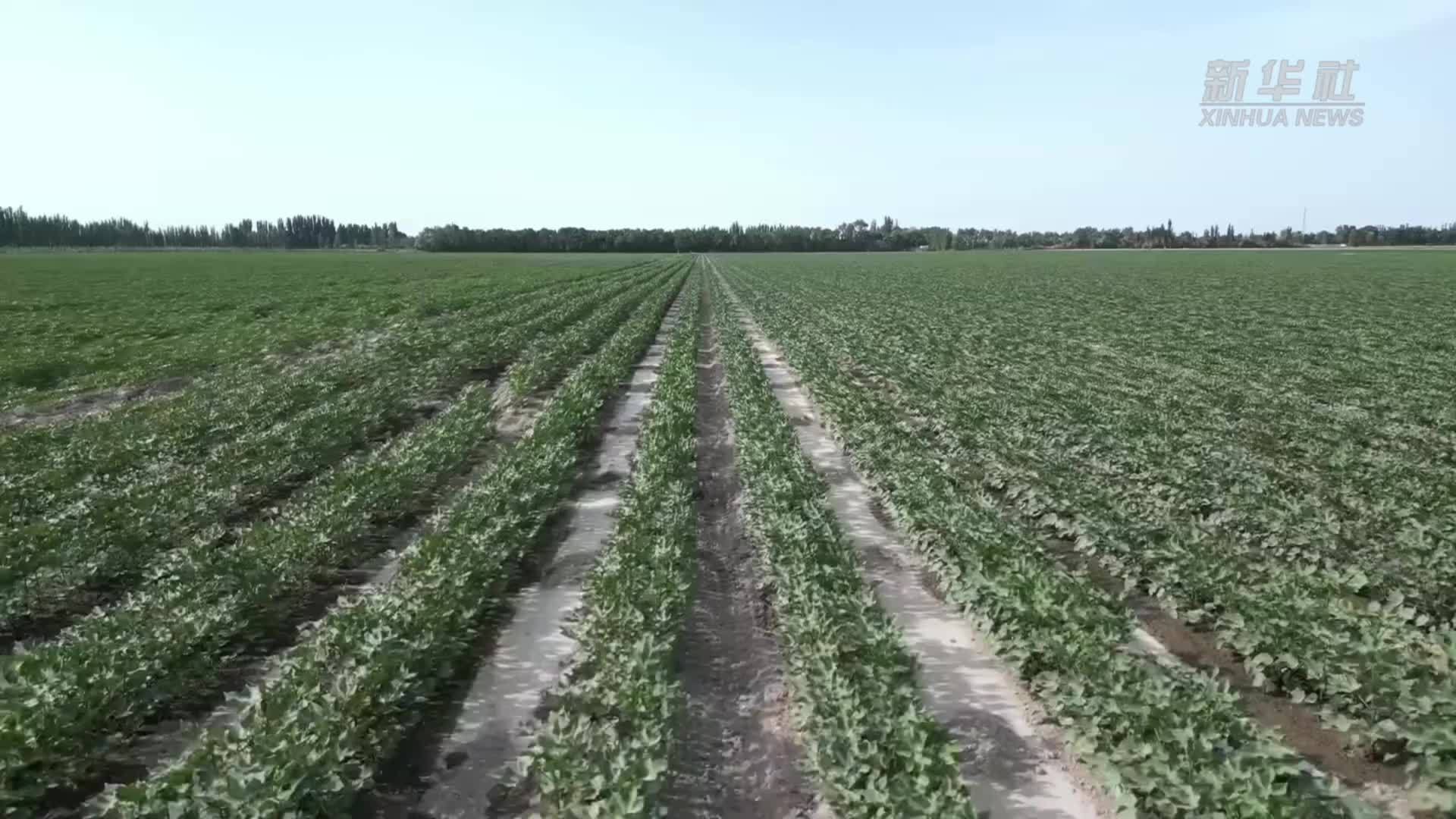 新疆巴州：智慧化灌溉为300多万亩棉花“解渴”