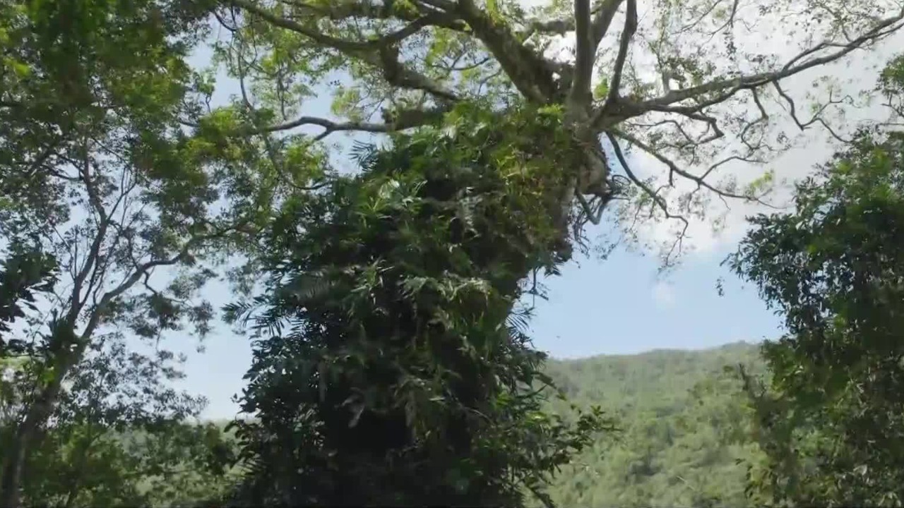 海南的独特景观“空中花园”是如何形成的？植物的生存智慧令人惊叹