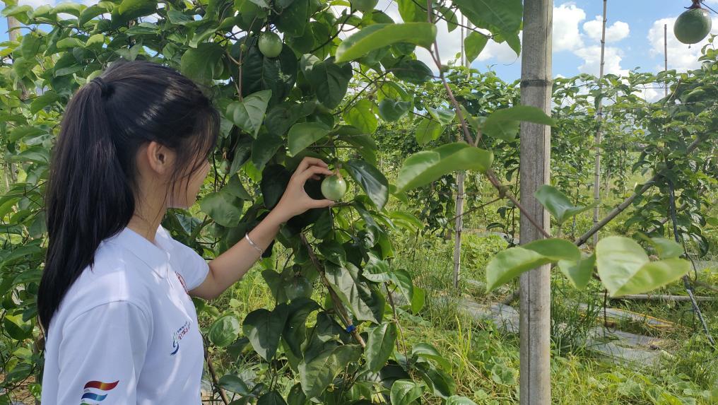 百香果种植园相关图片