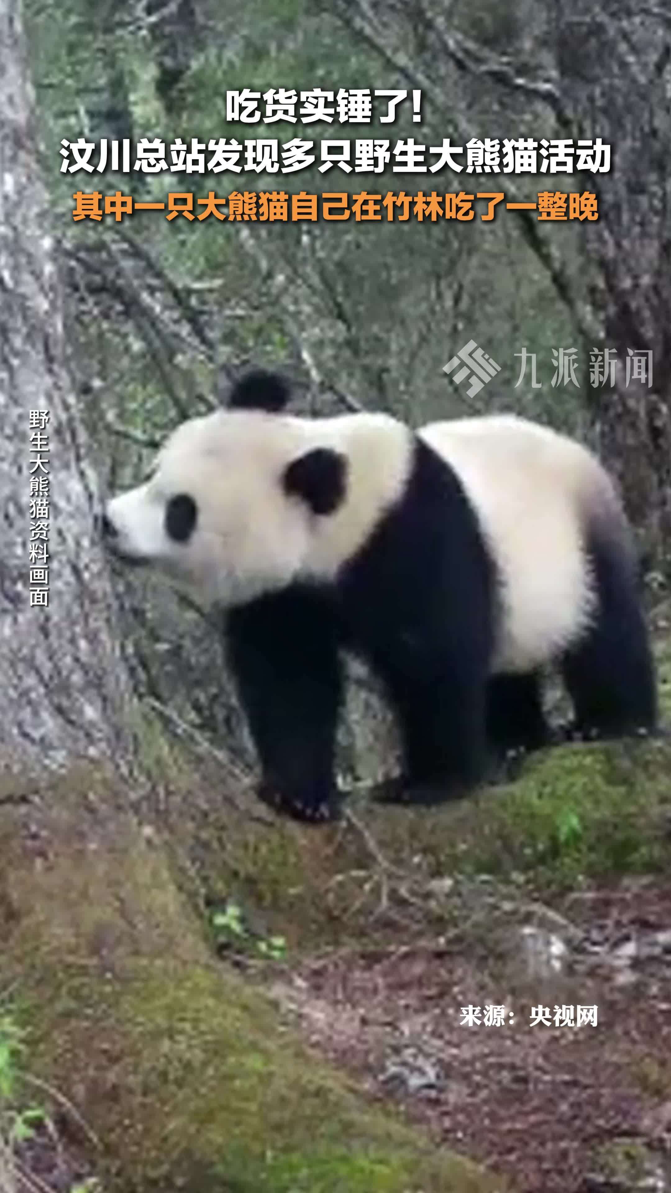 大熊猫国家公园汶川管理总站监测数据时发现多只野生大熊猫视频