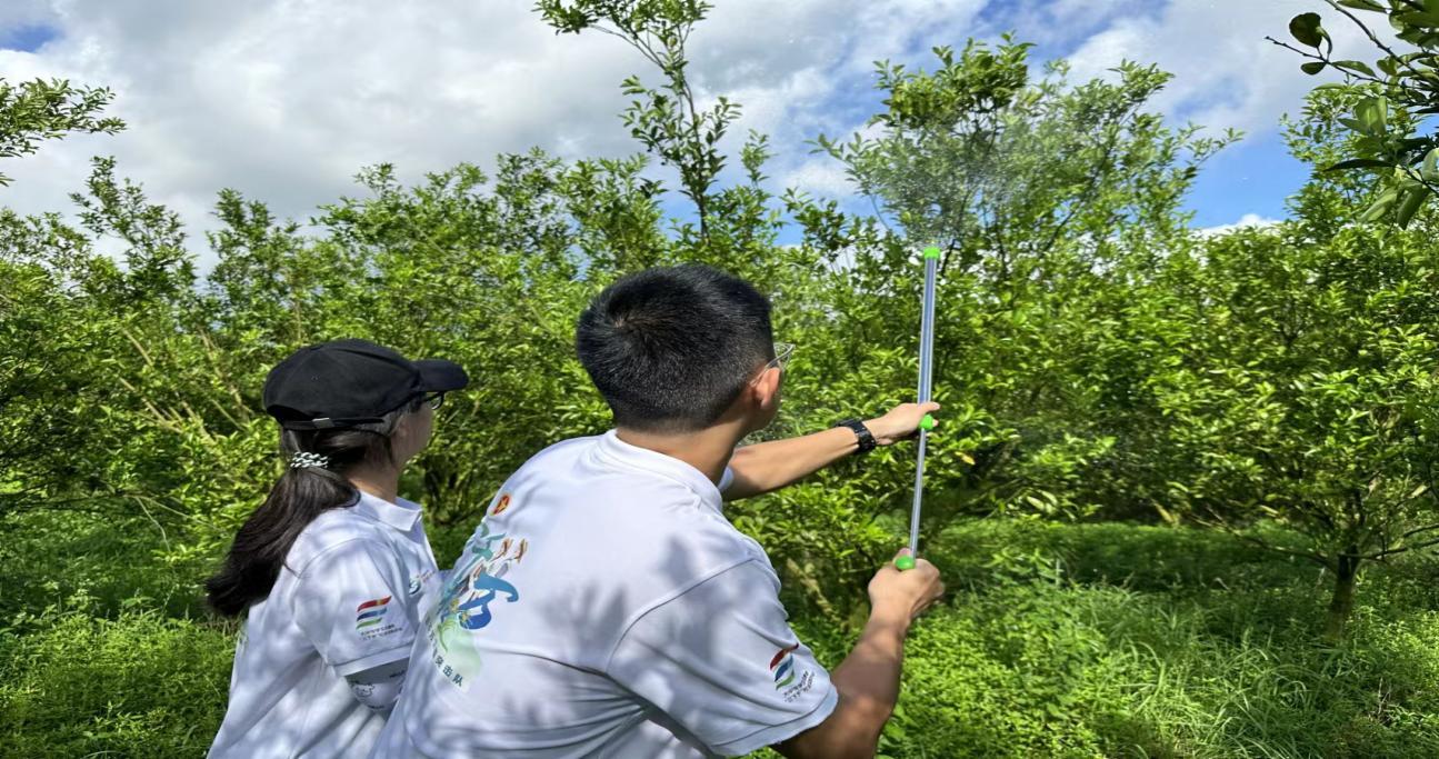 双创益农实践团喷洒几丁寡糖
