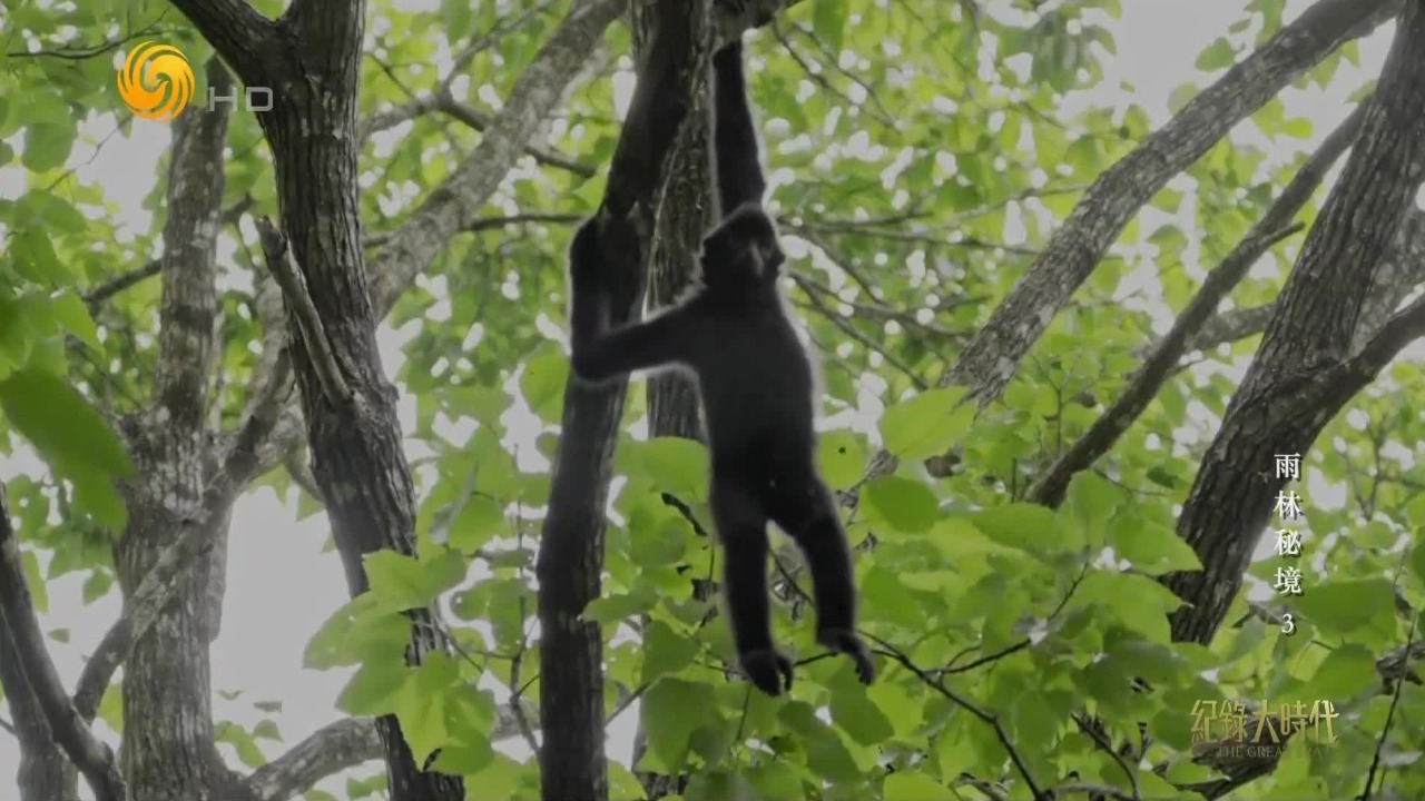 小长臂猿在林间跳跃穿梭，一次失手险些摔下枝头，妈妈打算给它再上一课