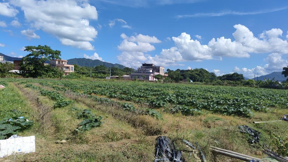 香芋南瓜种植田