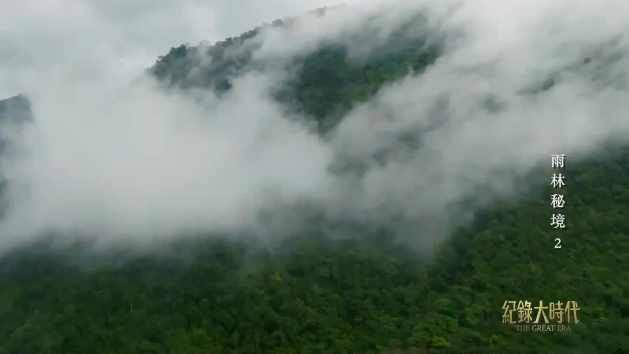 生态宝库！雨林对海南岛当地的水循环有什么影响？