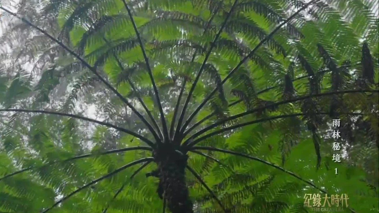 桫椤，恐龙时代地球最繁盛的植物，经历两次地球生物大灭绝之后依然存活