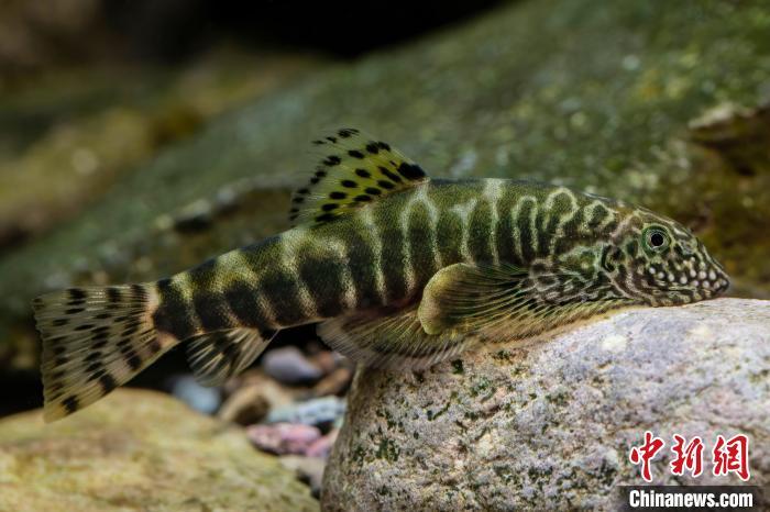 图为绿斑爬岩鳅活体照。(资料图) 陈浩骏 摄