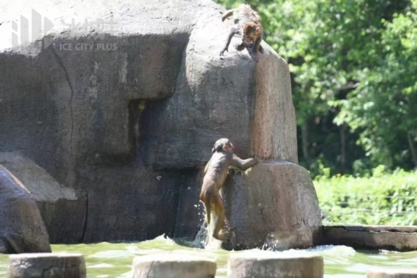 高台跳水,爽到怀疑"猴"生!动物园"齐天大圣"避暑有"凉"方↘