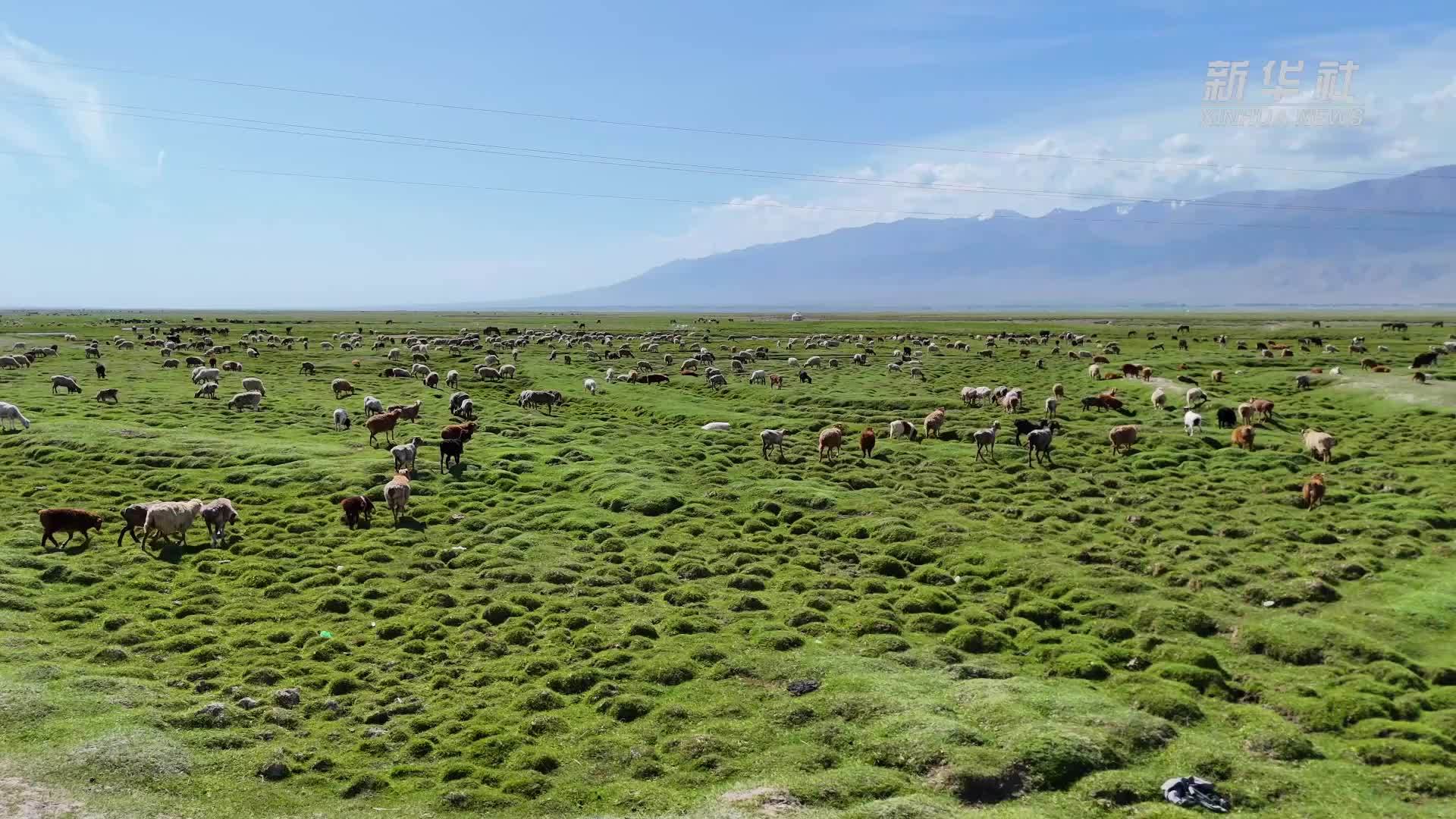 千城胜景｜碧草沐长河 草原映牛羊