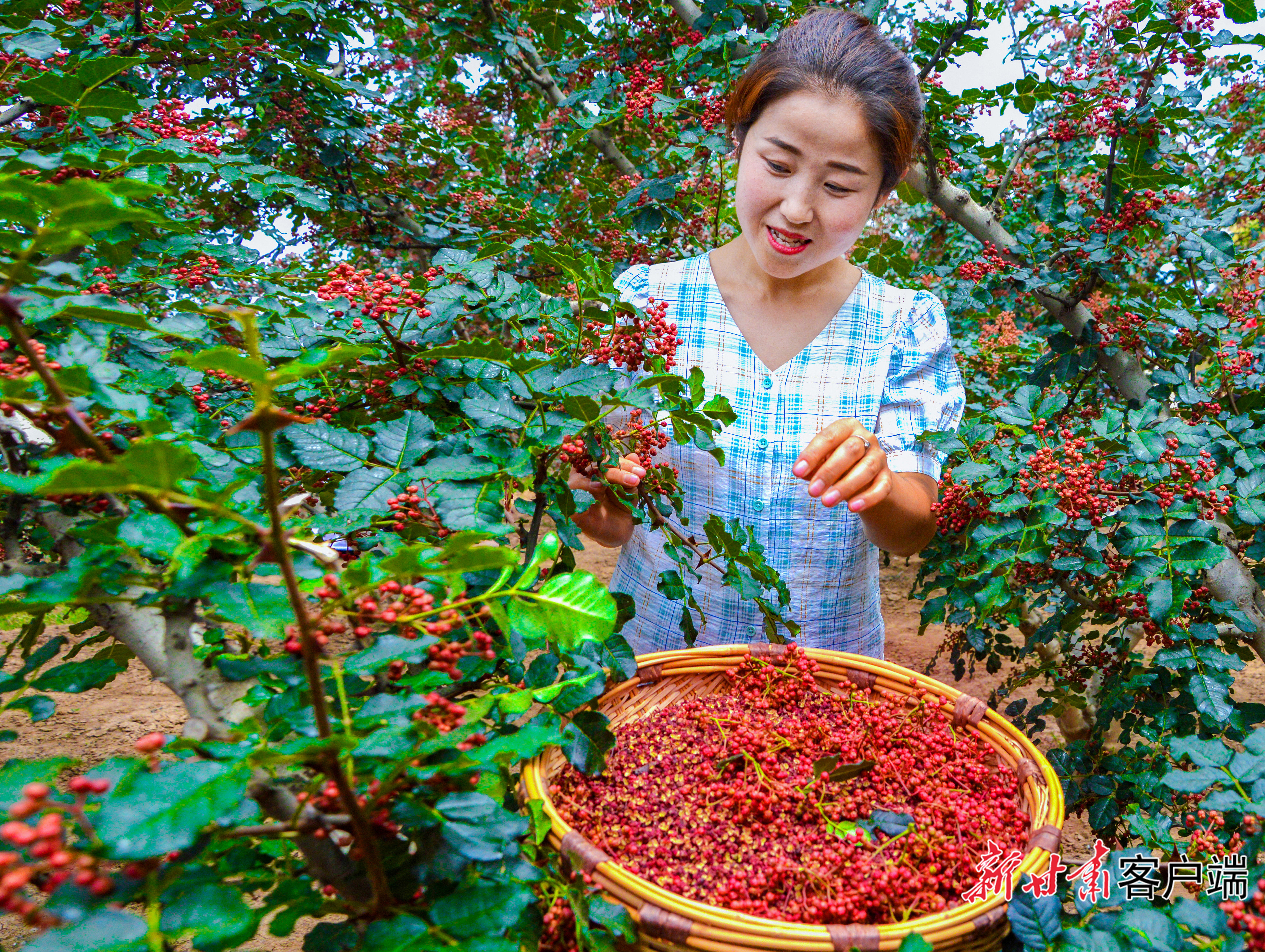 “甘味”特色农产品甘谷花椒　新甘肃&middot;甘肃日报通讯员　李春　摄