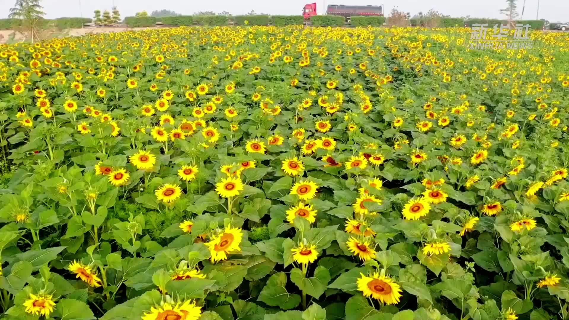 千城胜景｜河北藁城：油葵花海向阳开 朵朵笑脸迎客来