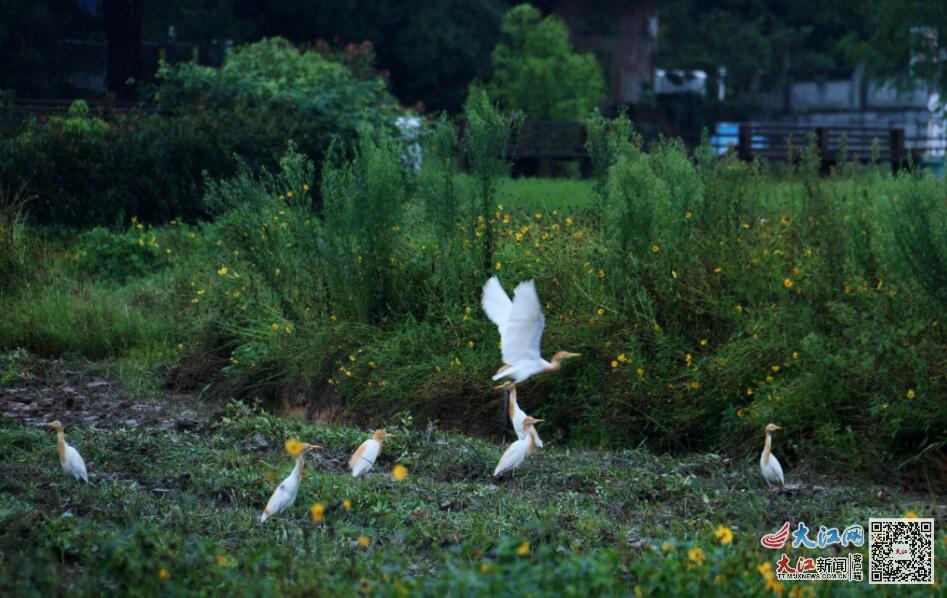 牛背鹭在觅食（陈秀丽 供图）