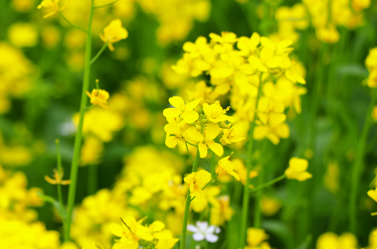 凉爽的气候和充足的日照，非常适合油菜的种植生长。