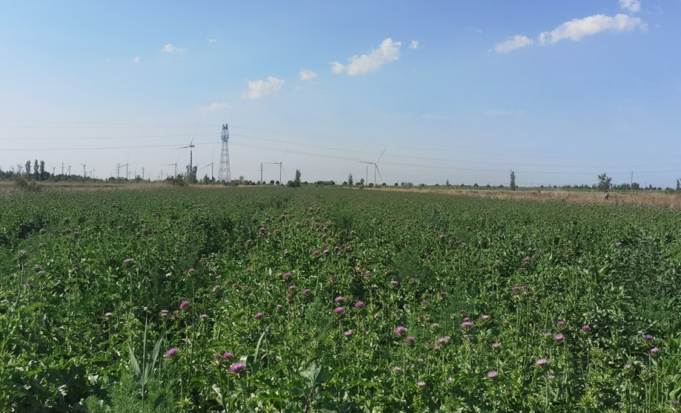 6月10日，在沧州海兴县，水飞蓟试验示范种植基地丰收在望。  河北省科技创新服务中心供图.jpg