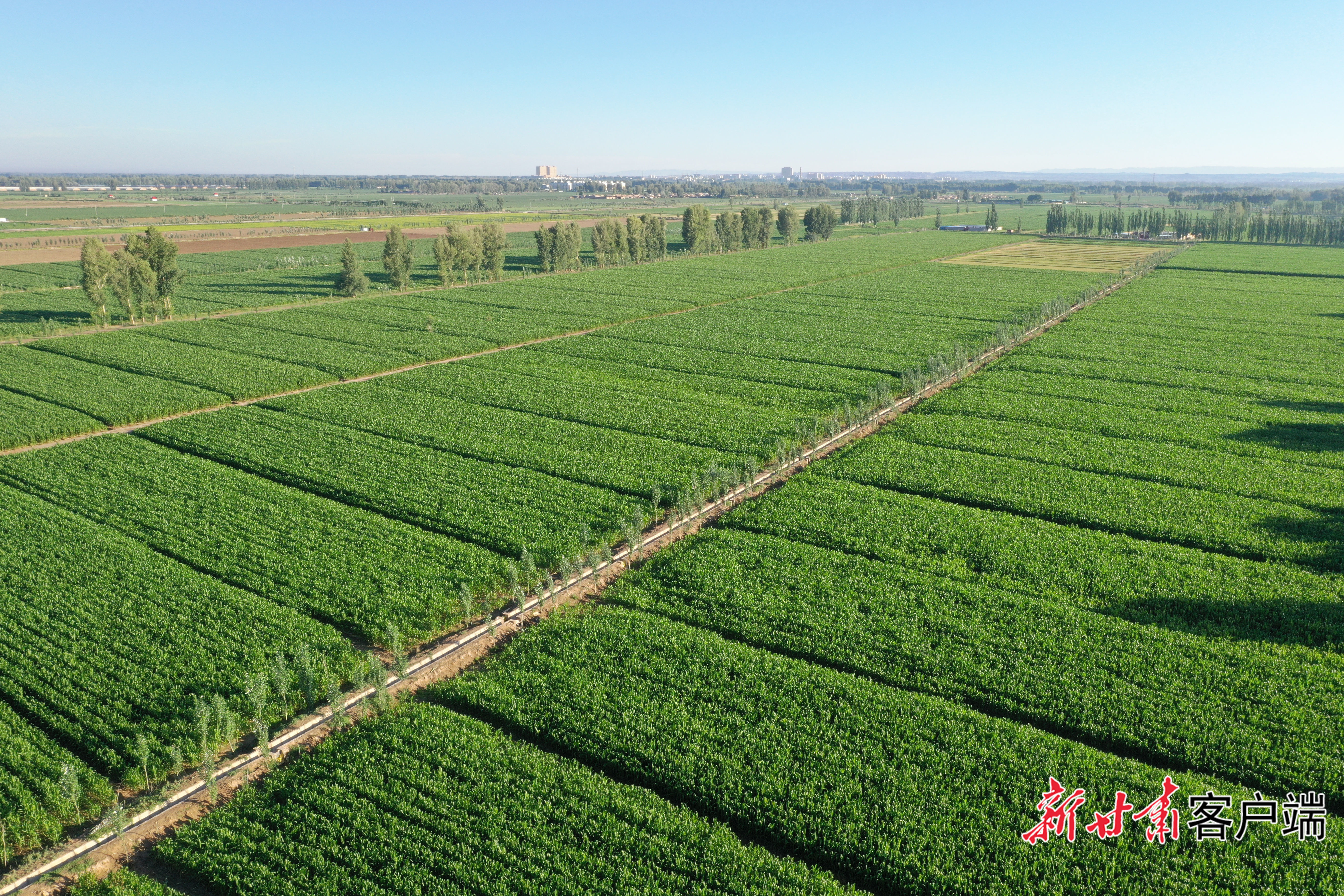 河西地区玉米生机勃勃　本组图片除署名外均由甘肃省农业农厅提供