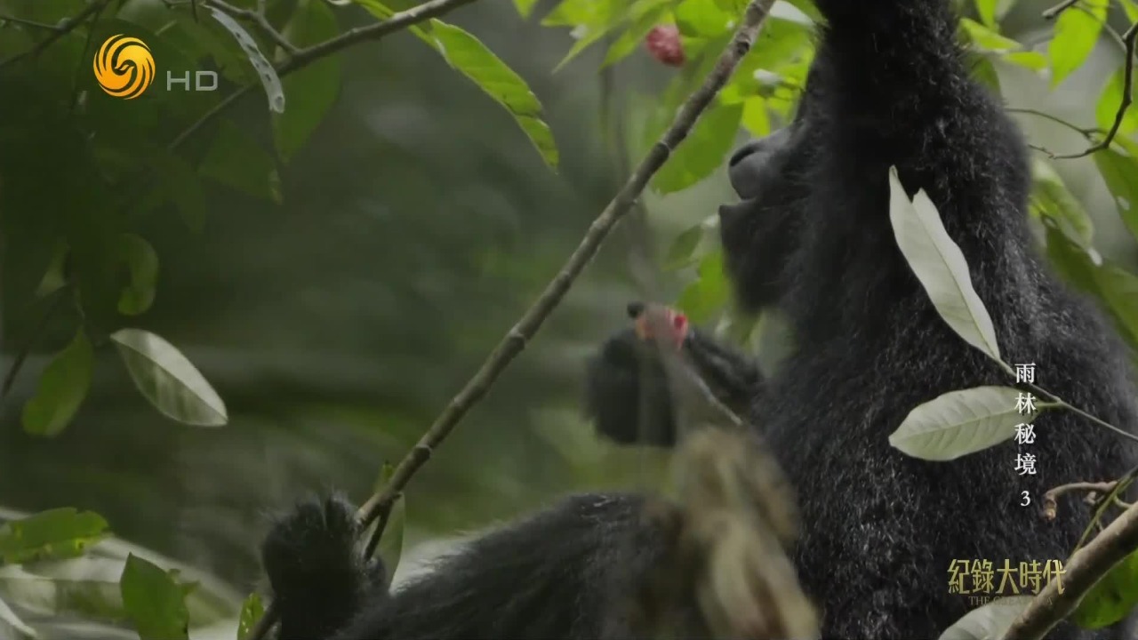 小长臂猿随手可得的毛荔枝，却是北树鼩望而不得的美味食物