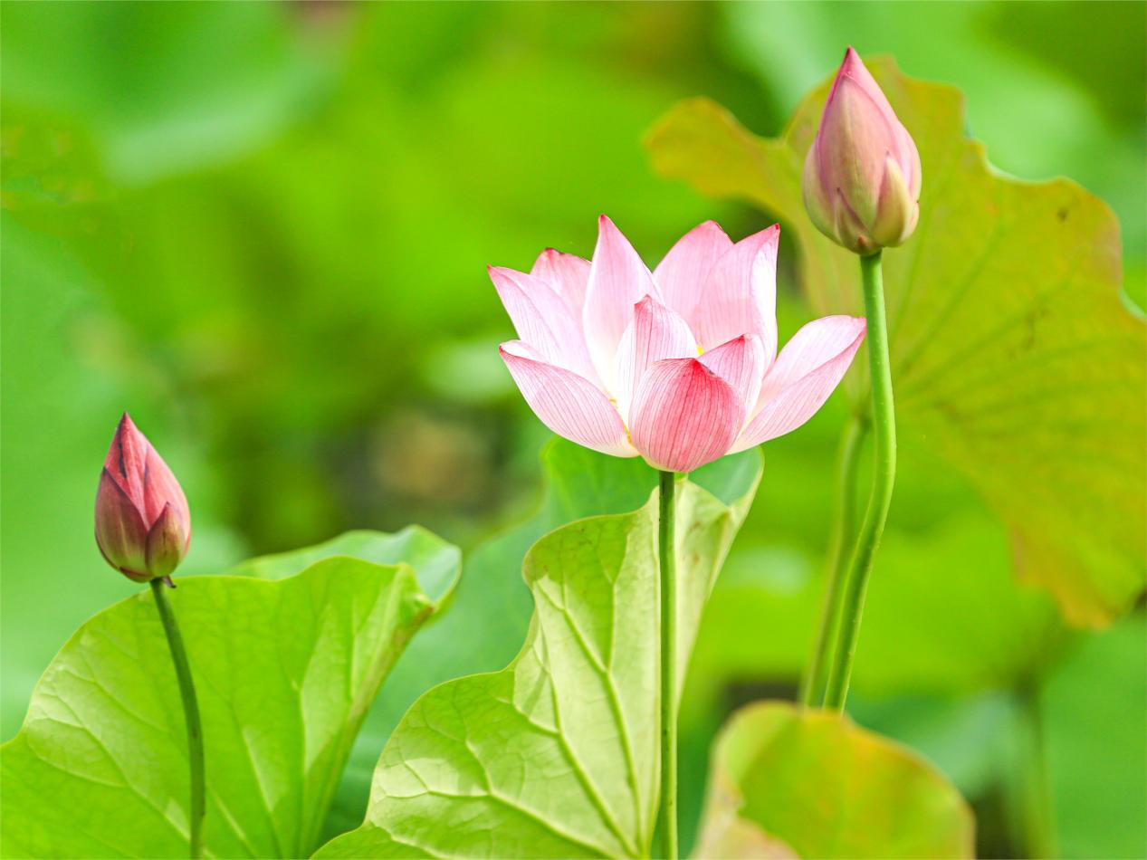 公园里池塘中，粉色荷花热烈展开。厉新昌 摄