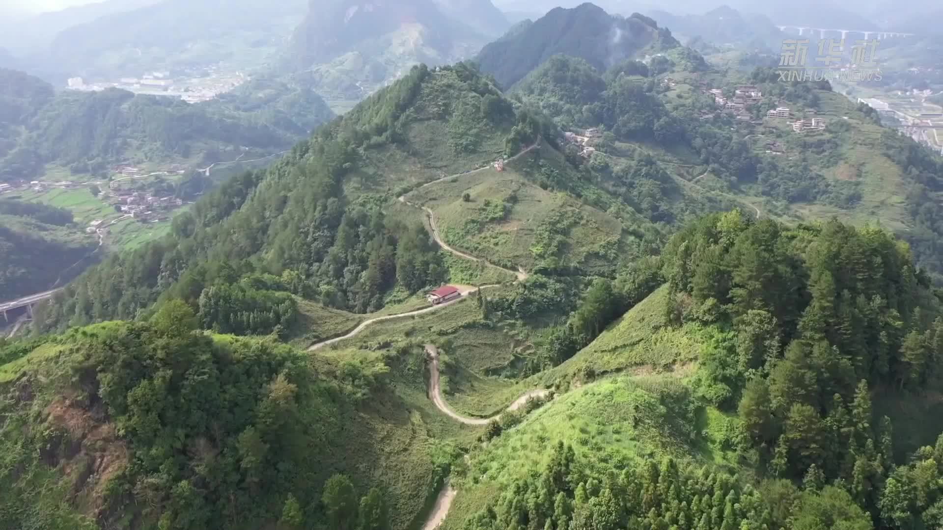 贵州三都：水晶葡萄迎来丰收