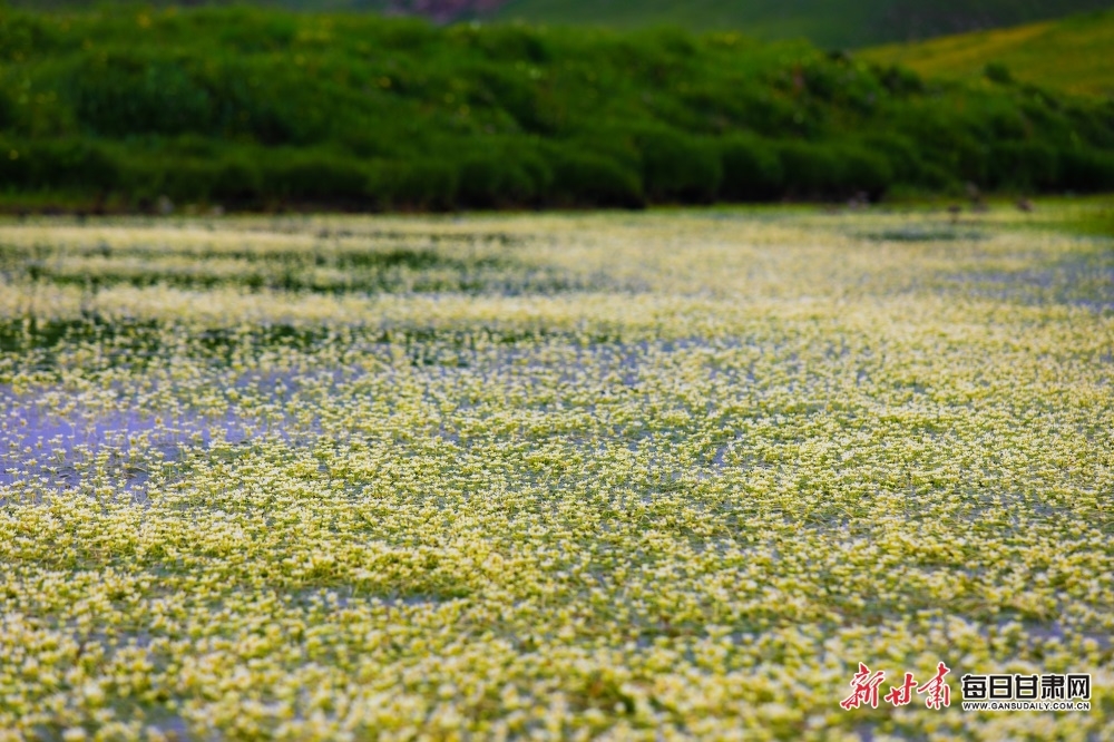 珍稀濒危野生植物水毛茛在合作盛开