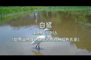 白鹭 13种全部列入《世界自然保护联盟濒危物种红色名录》