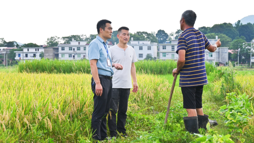 乡纪委下沉一线监督护航早稻收割