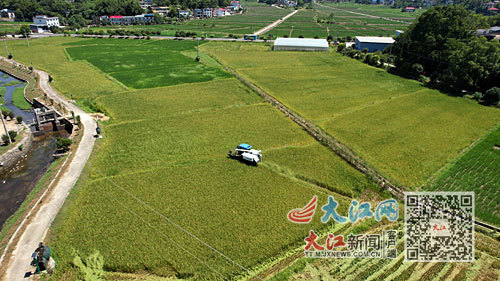 7月22日，萍乡市湘东区排上镇北村村，农机手正驾驶收割机收割早稻。萍乡市早稻陆续进入收获期，当地农户抢抓晴好天气，组织机械抢收早稻，努力实现颗粒归仓。本报全媒体记者 陈记昌摄