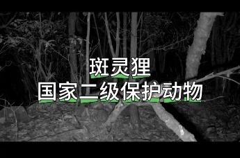 斑灵狸国家二级保护动物