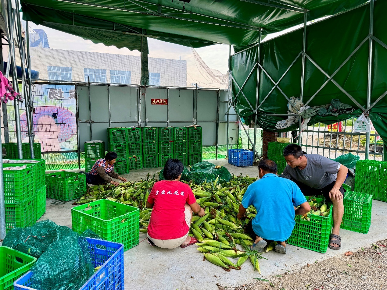 周边村民在农场就近务工
