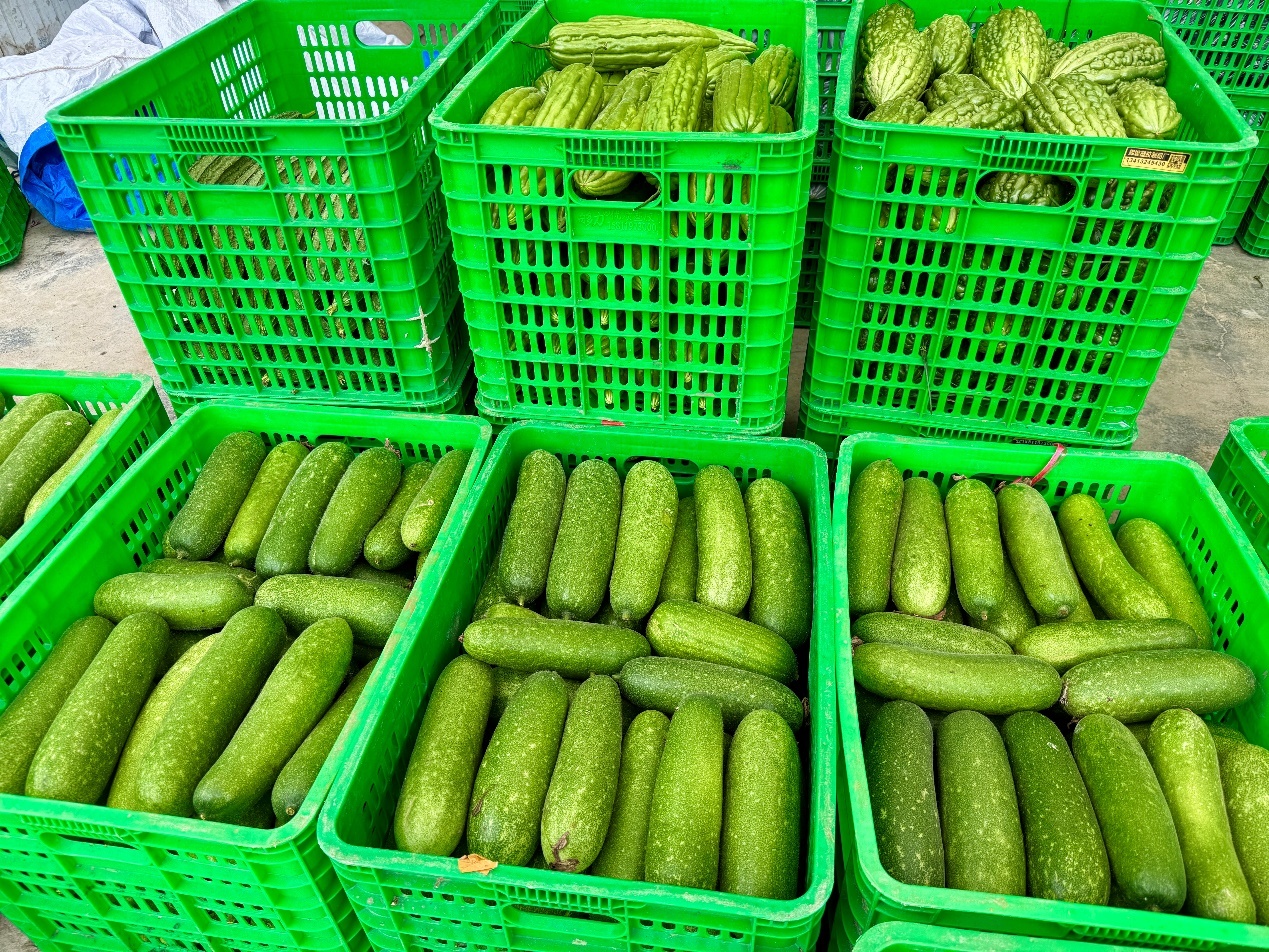 农场从农户手里收购的蔬菜