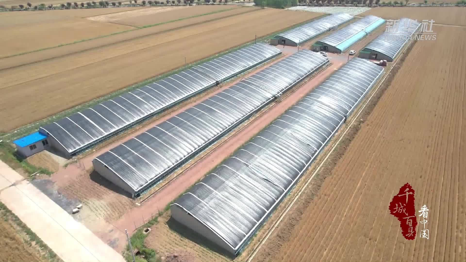 千城百县看中国｜山东临沭：瓜田里的“共富经”