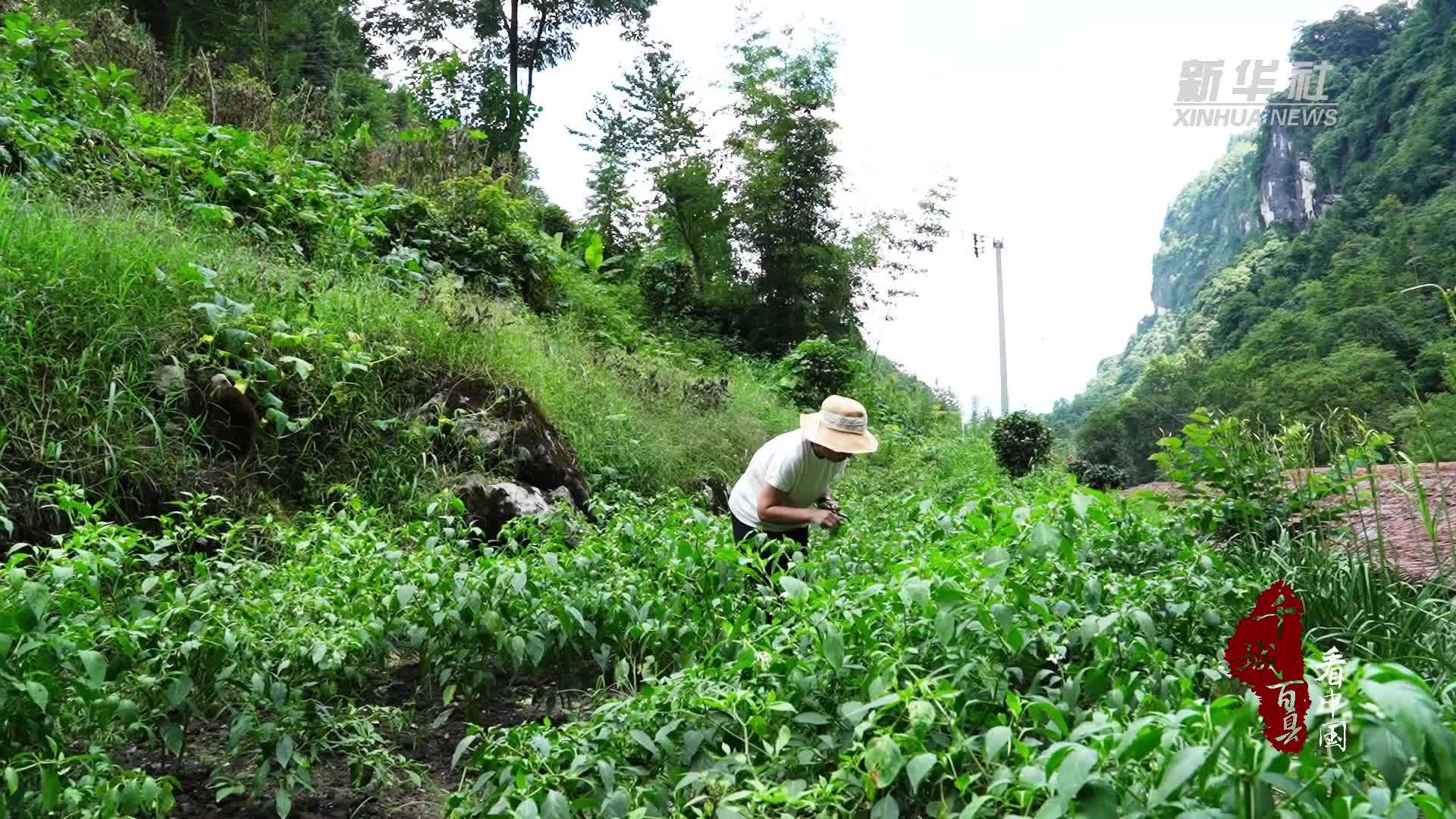 千城百县看中国湖北鹤峰夏令美食火烧茄子